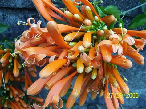 These are some of the best flowers from Tamil Nadu, India ...