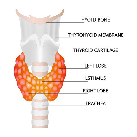 Front View Of The Thyroid Gland And Trachea On A White Background