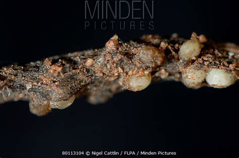 https://www.mindenpictures.com/search/preview/pea-cyst-nematode-heterodera-gottingiana-female-cysts-erupting-on-roots-of-a/0_80113104.html