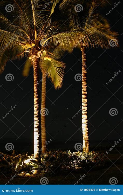 Palm Trees At Night Stock Image Image Of Light Illumination 1008403