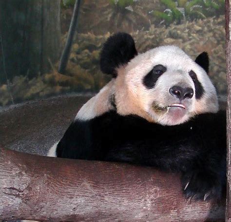 Science Explains Why The Panda Hate Must Stop Biofuel Researchers See
