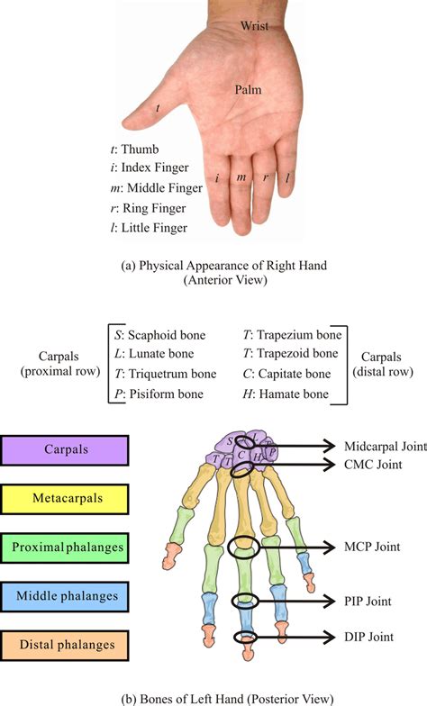 Human Wrist And Hand A Physical Appearance Of Right Hand Anterior