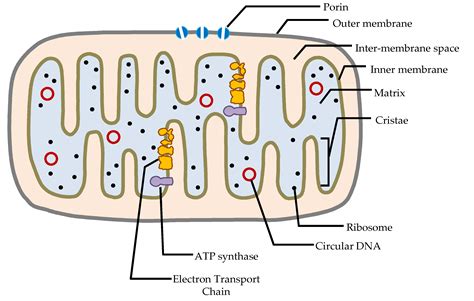 Understanding Mitochondrial Dna In Brain Tumorigenesis Intechopen
