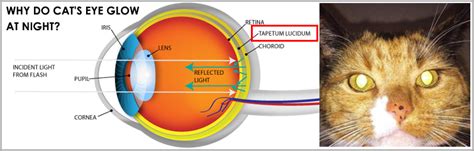 Check spelling or type a new query. When Do Cats Get Night Vision? Night Vision Facts - Night ...