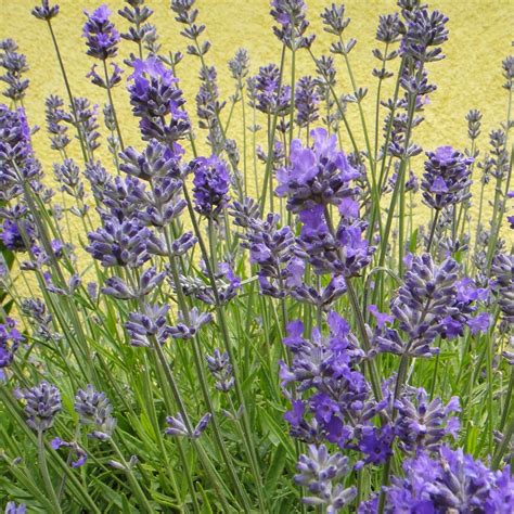 Lavandula Angustifolia Lady Lavender Buy Herb Plants