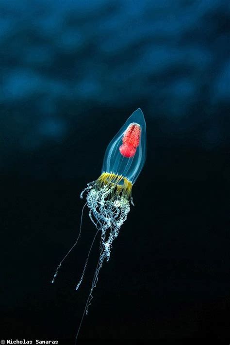 Snapshot Nicholas Samaras Underwater Photography Sea Creatures