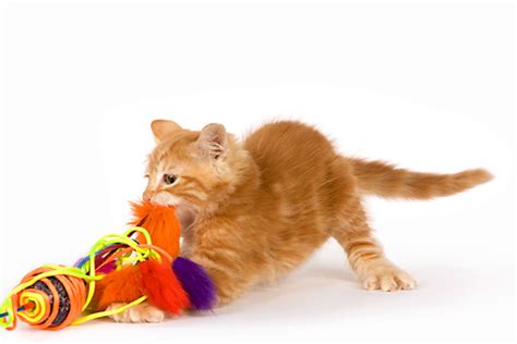 Why Are There So Many Cat Toys To Choose From The Best Natural Pet
