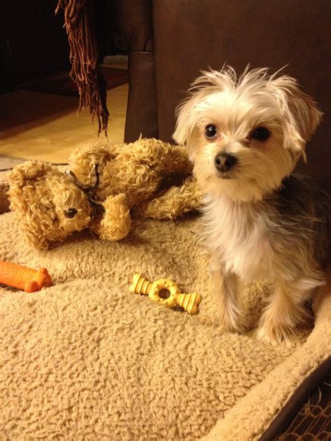 #morkie #dogs #cute | Morkie puppies, Morkie, Cute dogs