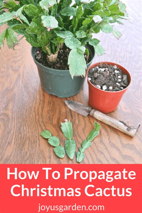 Find out how to coax blooms. How To Propagate Christmas Cactus By Stem Cuttings in 2020 ...