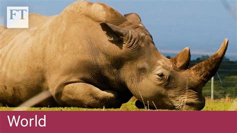 Saving The Functionally Extinct Northern White Rhino Youtube