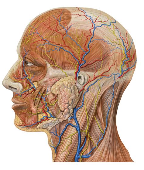 Filelateral Head Anatomy Detail Wikipedia