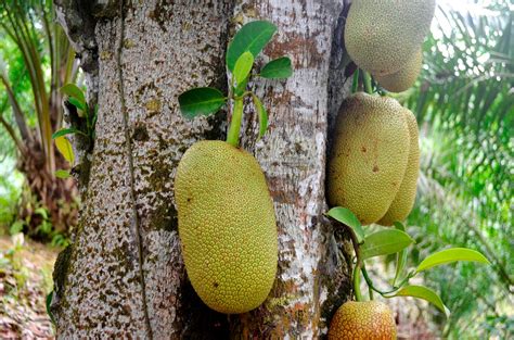 The Kambatik Park Bintulu The Artocarpus Fruit Trees