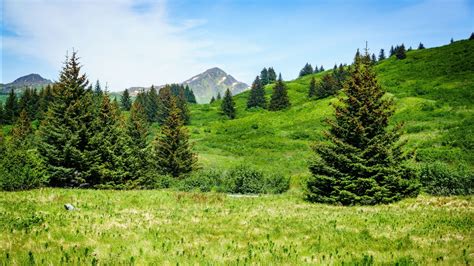 Beautiful Trees And Grasses Covered Mountain Slope 4k Hd Nature