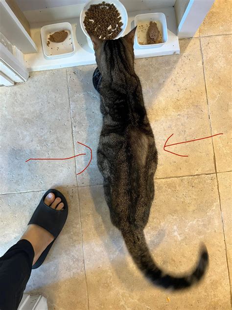 Why are my cats stomach area protruding? : r/cats