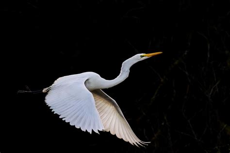 We were trying to figure out what they were but we couldn't see their necks, because it was breezy and they had their heads hunkered down. White heron | New Zealand Birds Online