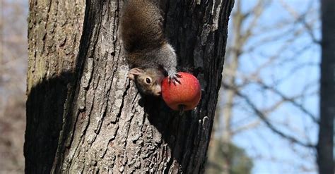 Video Of A Squirrel Eating Apple Free Stock Video Footage Royalty Free