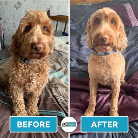 Short Cockapoo Haircut Styles 17 Before And After Photos