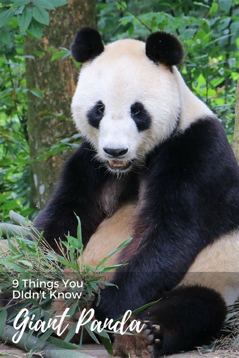 9 Things You Didnt Know About The First Giant Panda To