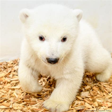 Gender Of Berlin Zoos Adorable Baby Polar Bear Finally Revealed As He