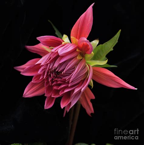 We were fishing near soldotna. Dahlia 'wynn's King Salmon' Photograph by Ann Jacobson