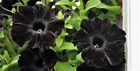 Stunning Black Flowers Morticia Addams Would Love Garden And Happy