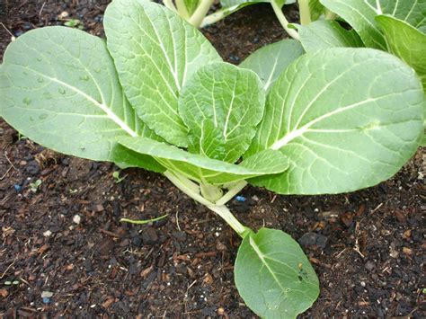 How To Grow Bok Choy Plant Instructions