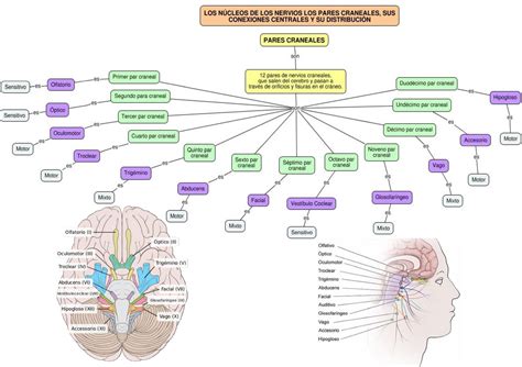 Mapas Conceptuales de los Pares craneales Neurología Warning TT