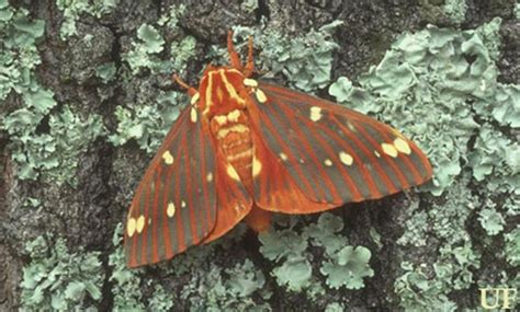 Regal Moth Or Hickory Horned Devil Citheronia Regalis Fabricius