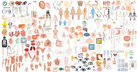 Elements Of Structure Of The Human Body Organs Vector Free Vector In
