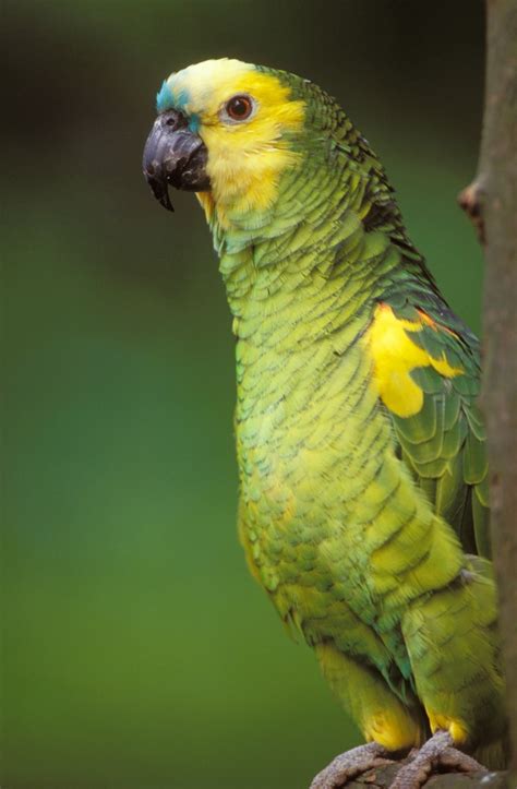 Amazon Parrot Information And Photos Thriftyfun