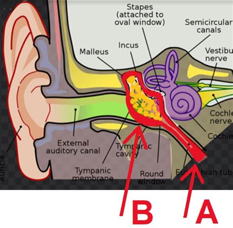 Outer Ear Anatomy Outer Ear Infection And Pain Causes And Treatment