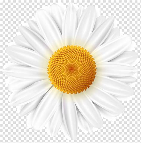 Free White Daisy Flower Common Daisy White Daisy Transparent