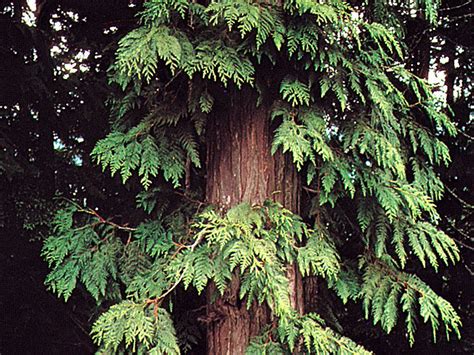 서양 측백나무 Western red cedar 시애틀 풀과 나무세상
