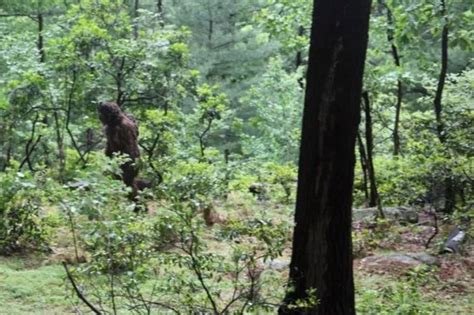 Debate Stirred After Bigfoot Picture With Baby On Its Back Goes Viral
