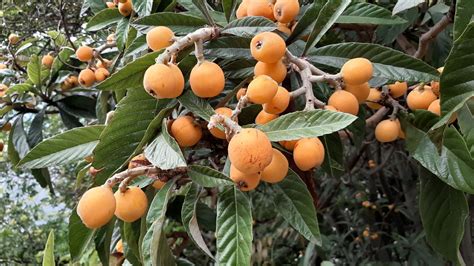 Eriobotrya Japonica Trees And Shrubs Online