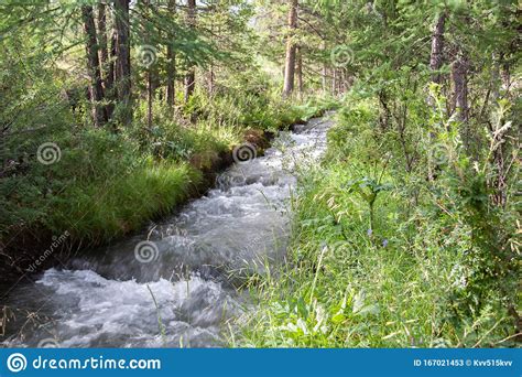 Altai Mountain River In Forest Stock Image Image Of Russia Blue