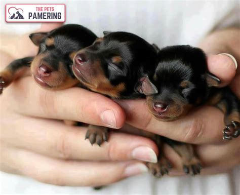How To Care For Newborn Rottweiler Puppies When They Are Born Happy