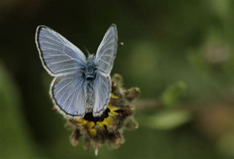 Palos Verdes Blue One Of The Worlds Rarest Butterflies Cgtn