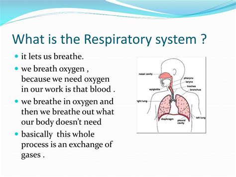 Respiratory System Presentation