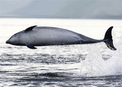 Leaping Dolphins In Scotland