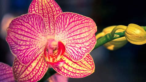 Makna Bunga Anggrek Dari Berbagai Negara De Orchids