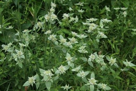 Awned Mountain Mint Nj Endangered Flower Flowers Herbs Endangered