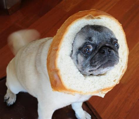 Lovely Pug With Bread Crown Pic Zic