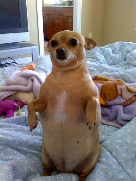 Lol Cute Fat Dogs Chihuahua Chubs Lnikhomvan