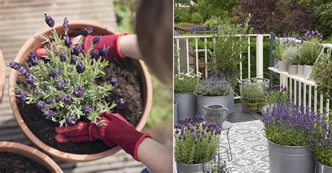 Growing Lavender In Pots How To Grow Lavenders In Containers