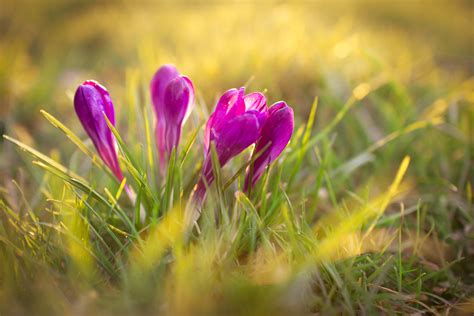 Plants Flowers Crocuses Nature Grass Sunlight Purple
