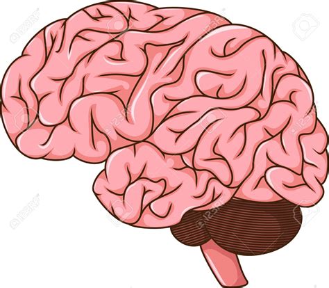 Human Brain ClipArt