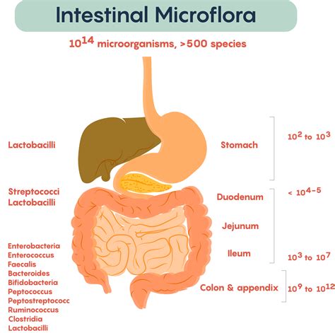 4 1 The Gut Microbiome And Its Impact On The Brain Neuroscience