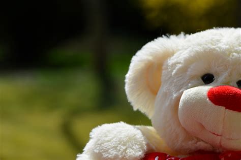 Free Images White Sweet Flower Cute Teddy Bear Close Up Bears