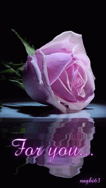 Pink Rose For You Friend Pictures Photos And Images For Facebook